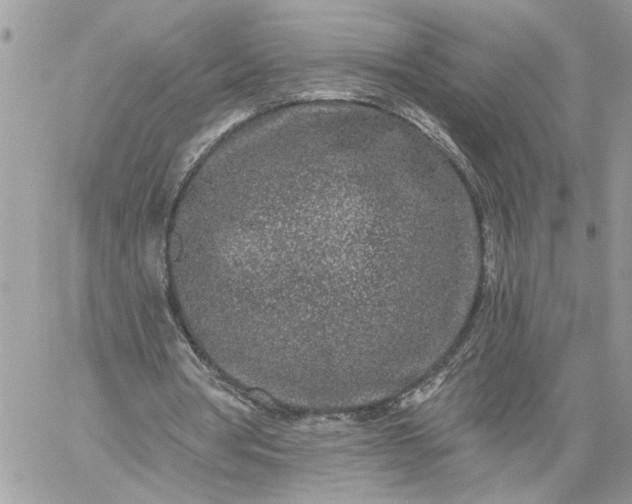 X0000059100386200510172125