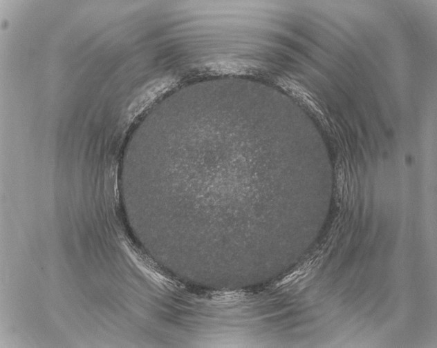 X0000059100398200510172125