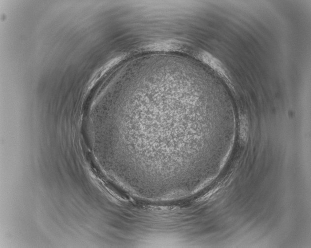 X0000059100486200510172124