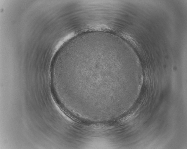 X0000059100630200510172121