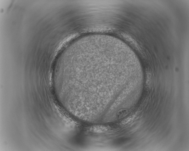 X0000059100636200510172121