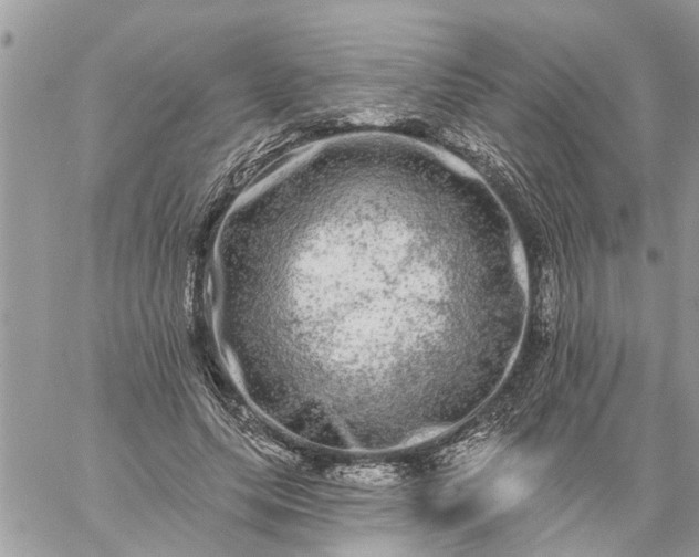 X0000059100639200510172121