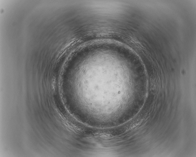 X0000059100648200510172121