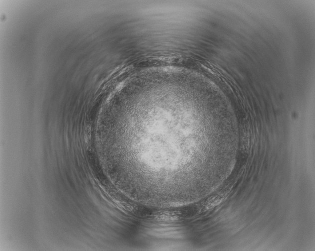 X0000059100656200510172121