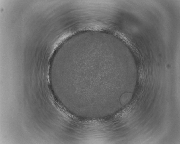 X0000059100679200510172120