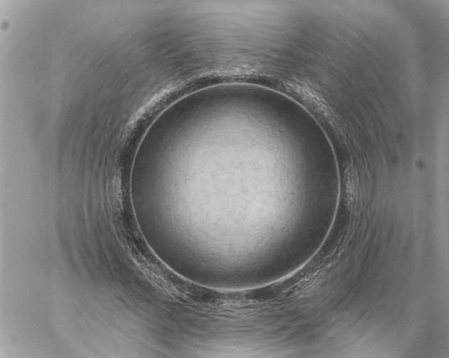 X0000059100684200510172120