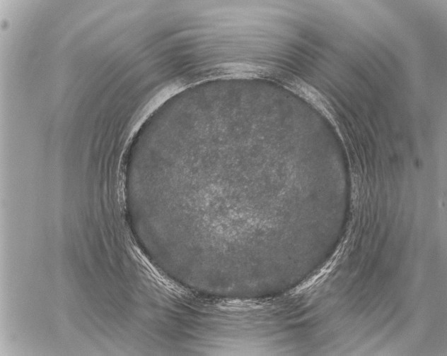 X0000059100835200510172118