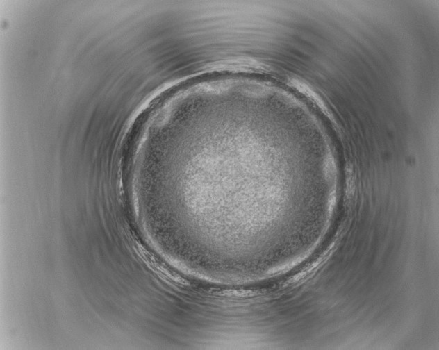 X0000059100923200510172116