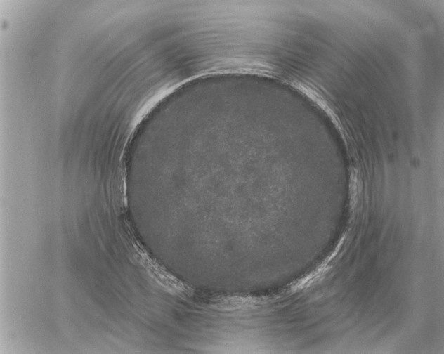 X0000059100925200510172116