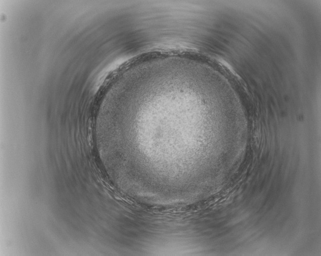 X0000059101016200510172114