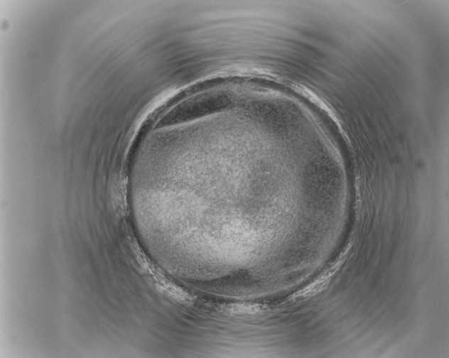 X0000059101029200510172115