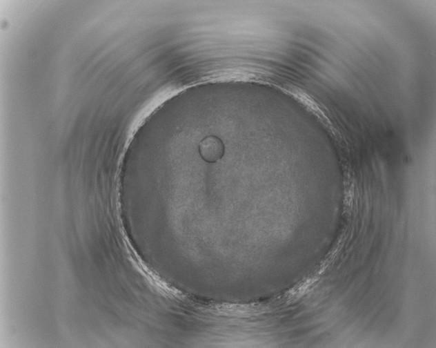 X0000059101086200510172114