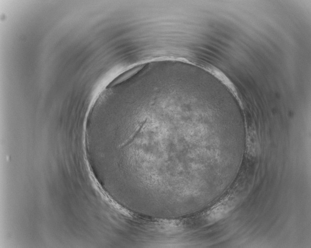 X0000059101096200510172114