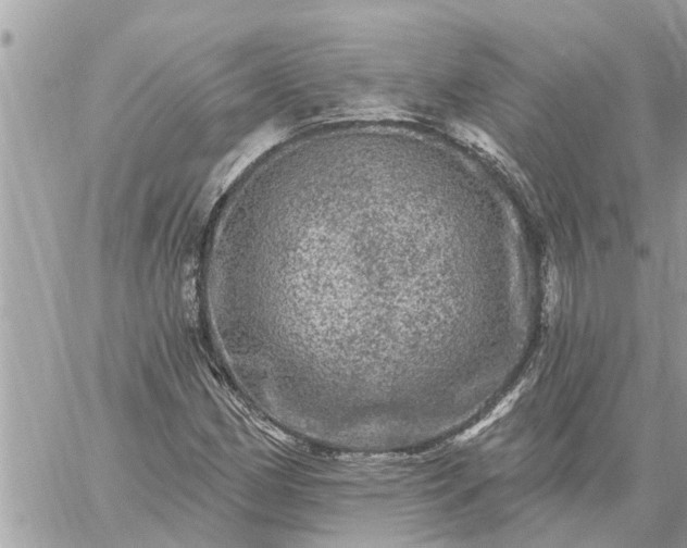 X0000059101162200510172112