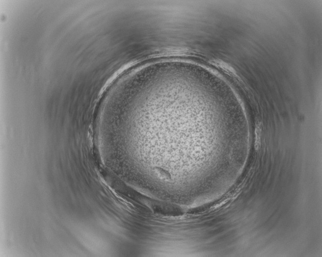 X0000059101212200510172111