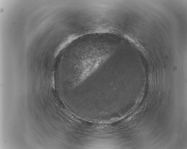 X0000059101262200510172111