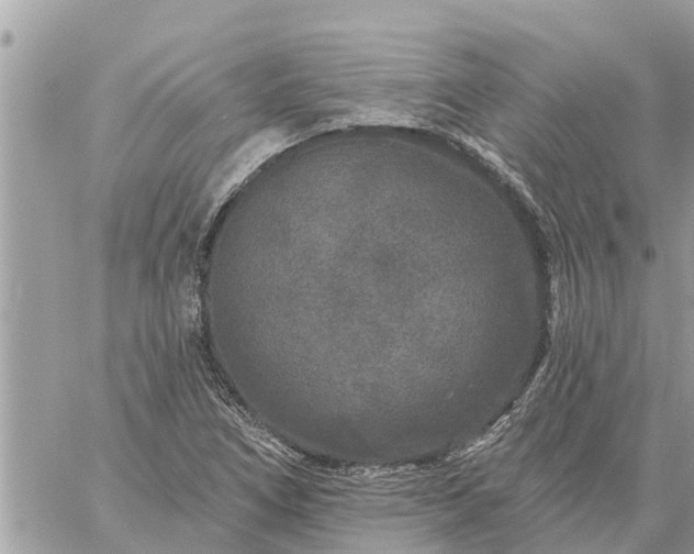 X0000059101266200510172111