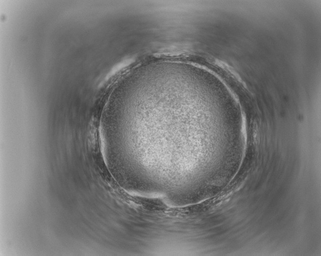 X0000059101350200510172109