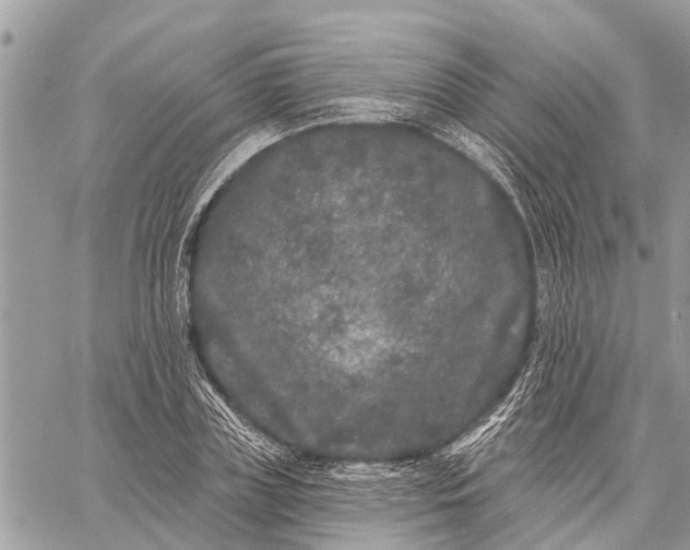 X0000059100835200510211630