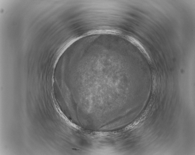 X0000059100852200510211630