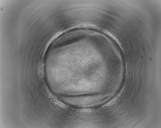 X0000059101029200510211627