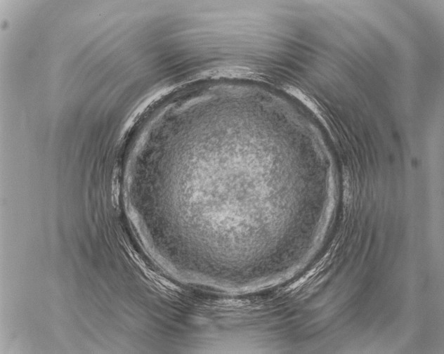 X0000059101115200510211625