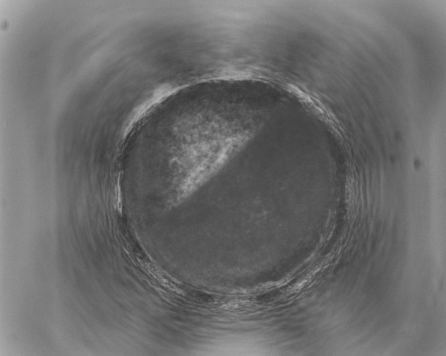 X0000059101262200510211623