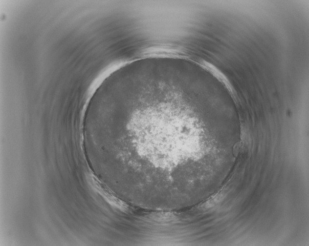 X0000059101435200510211621