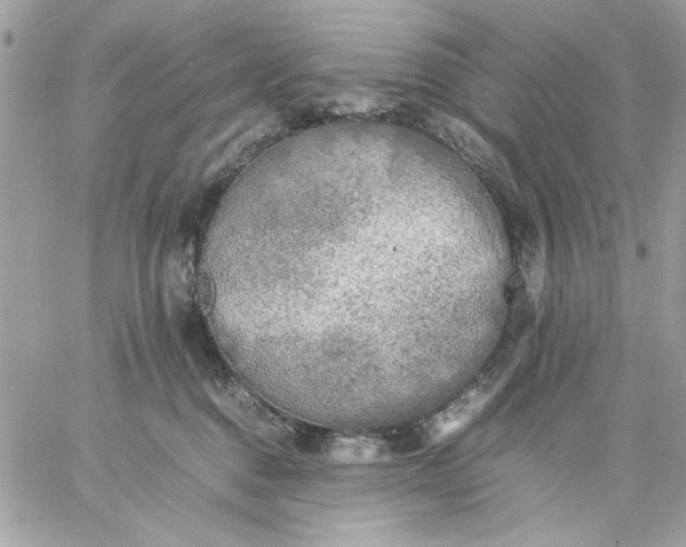 X0000059230376200510281911