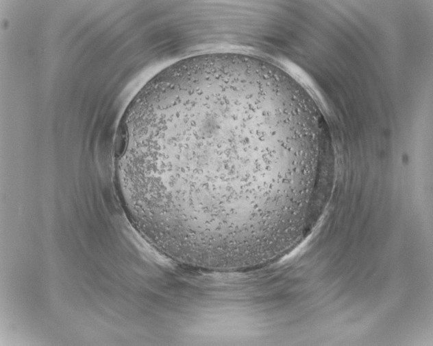 X0000059231244200510281857