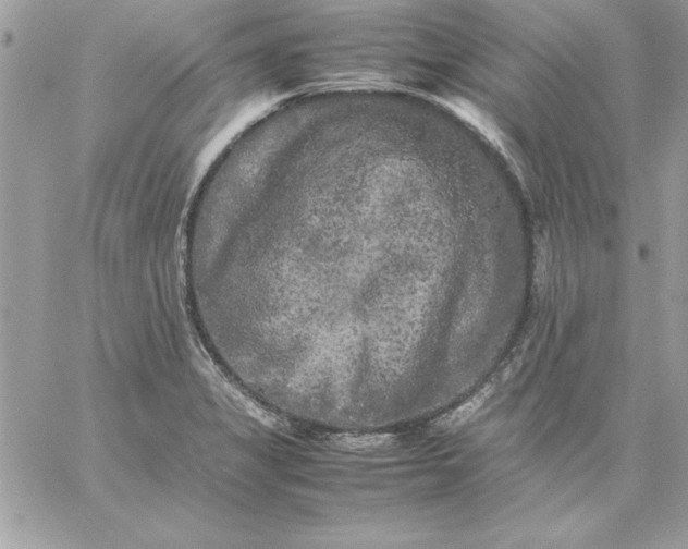 X0000059231325200510281855