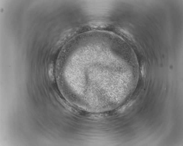 X0000059231396200510281853