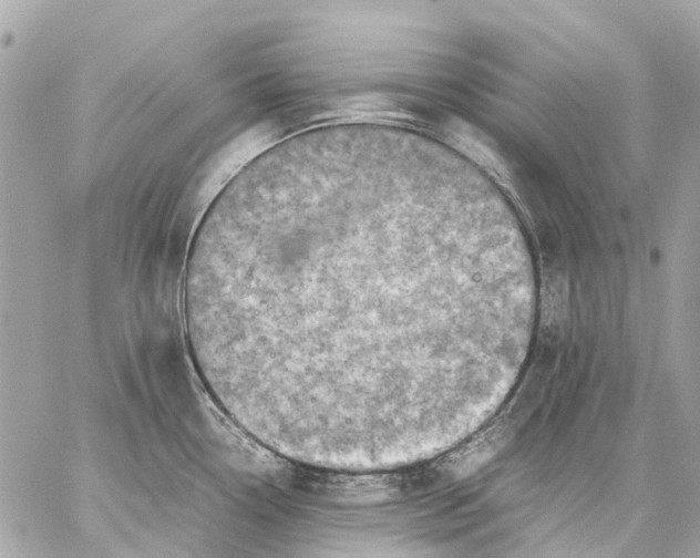 X0000059231338200511041232