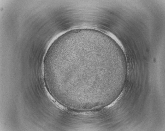 X0000059231388200511041230