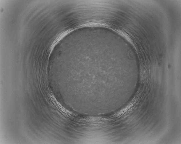 X0000059240831200510171429