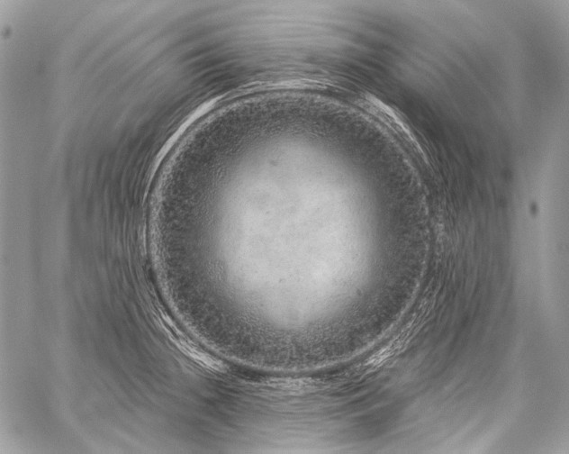 X0000059241236200510171423