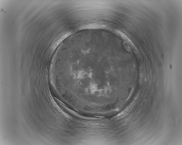 X0000059241329200510171421