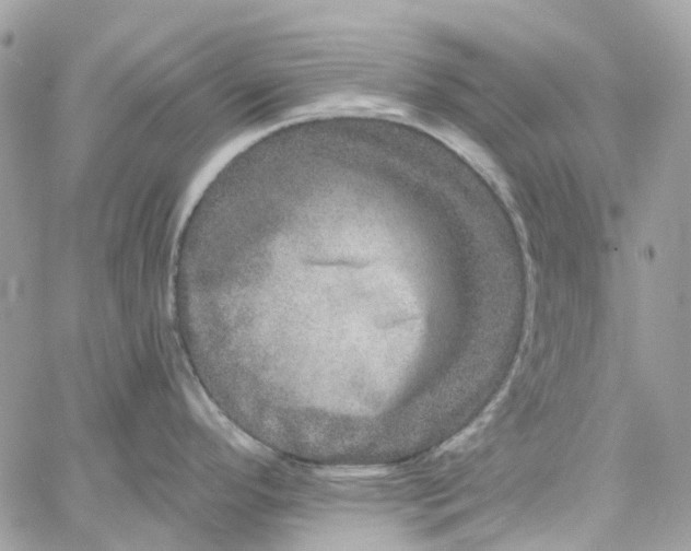 X0000059241296200510281921