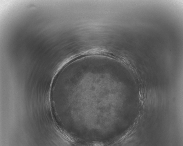 X0000059250196200510211638