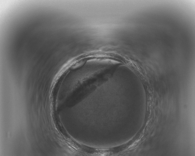 X0000059250295200510211636