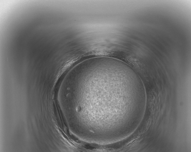 X0000059250299200510211636