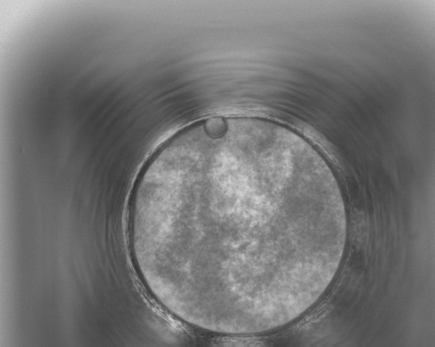 X0000059250856200510211627