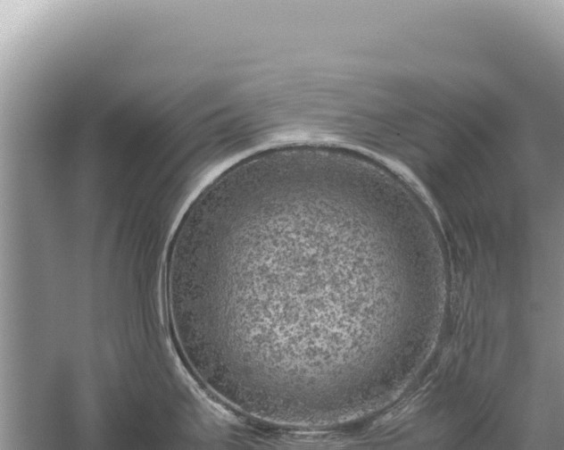 X0000059251295200510211619