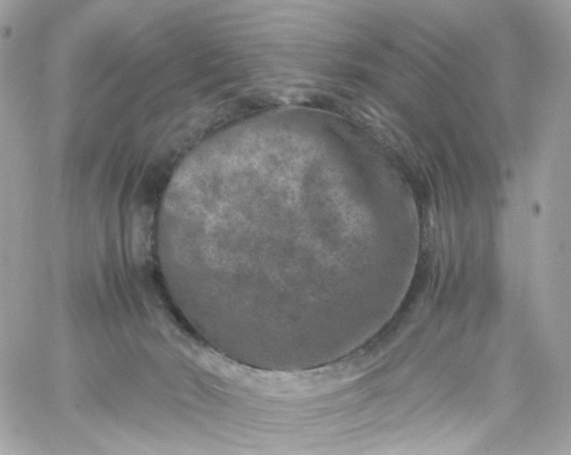 X0000059250030200510282007