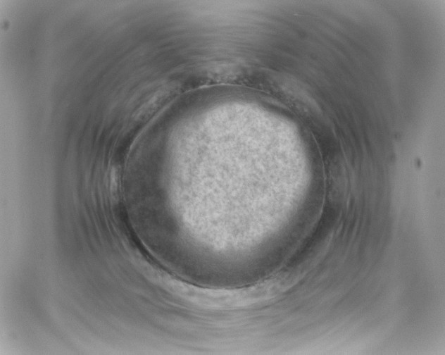 X0000059250034200510282007