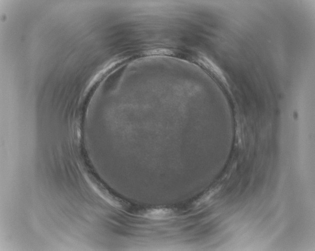 X0000059250059200510282006