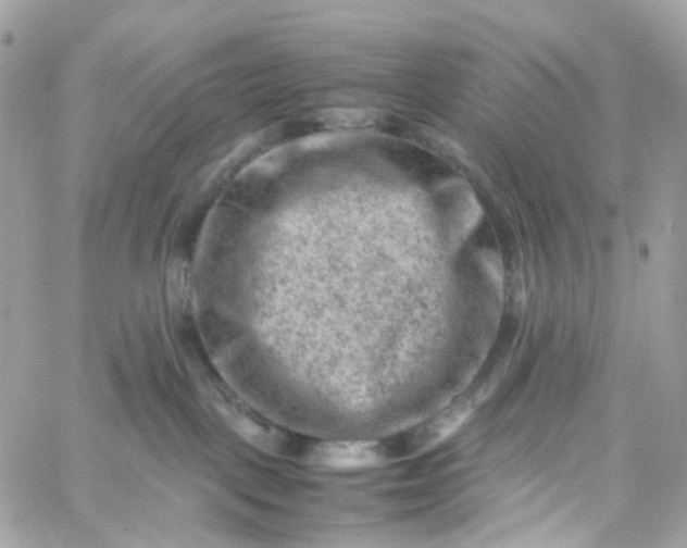 X0000059250093200510282007