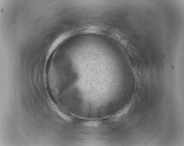 X0000059250102200510282006