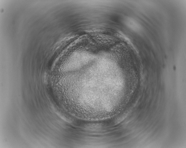 X0000059250161200510282005