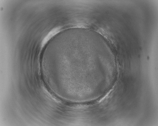 X0000059250198200510282004